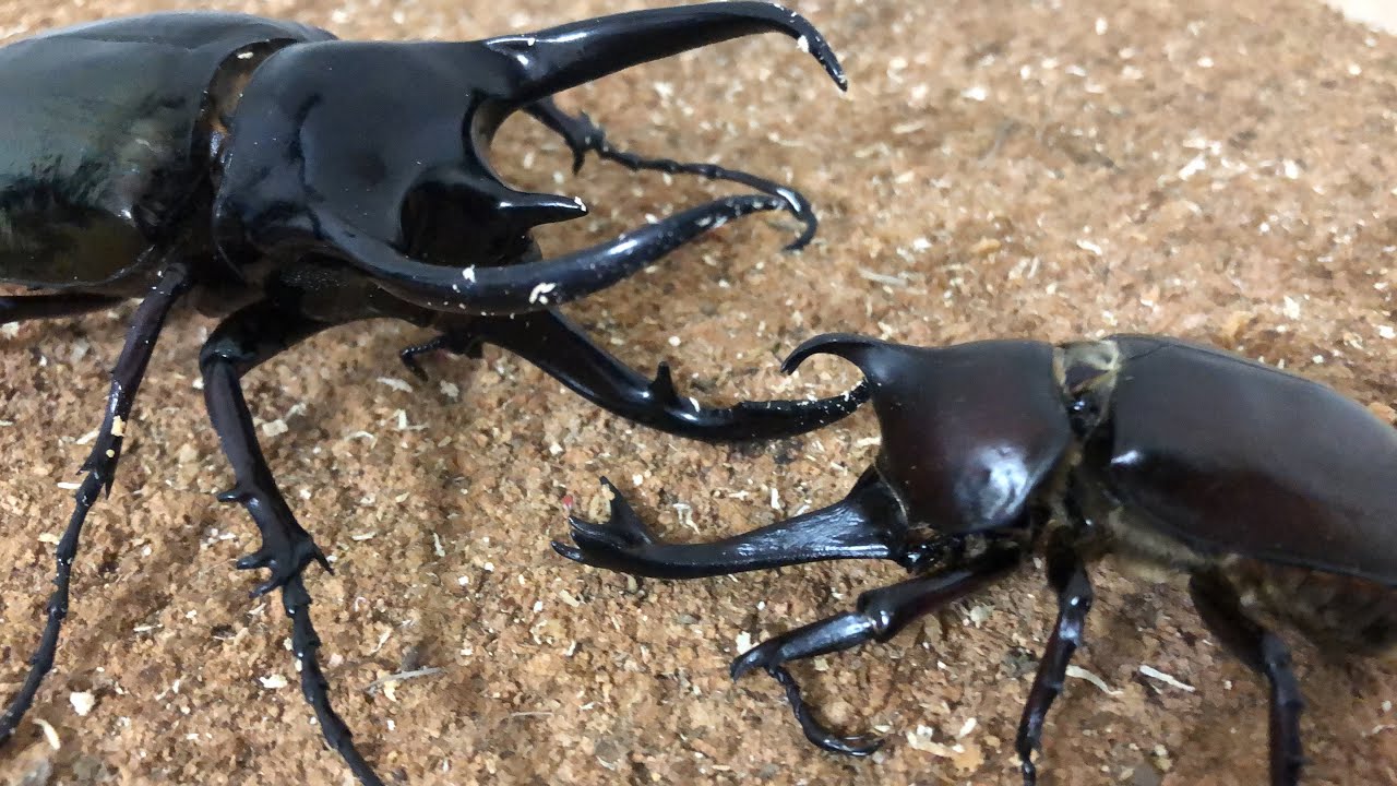 【国産カブトムシ】最強カブトムシ・日向丸試練の十番勝負【コーカサス】