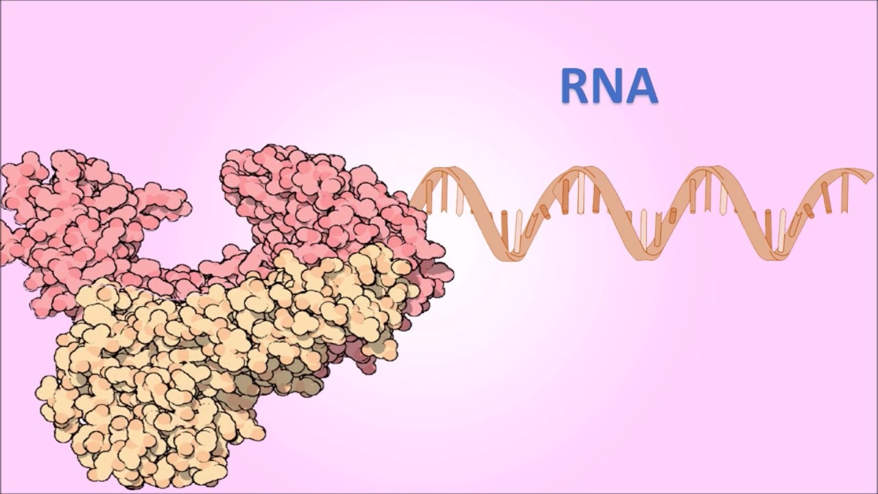 PCR con transcriptasa inversa (RT-PCR): Conceptos Básicos