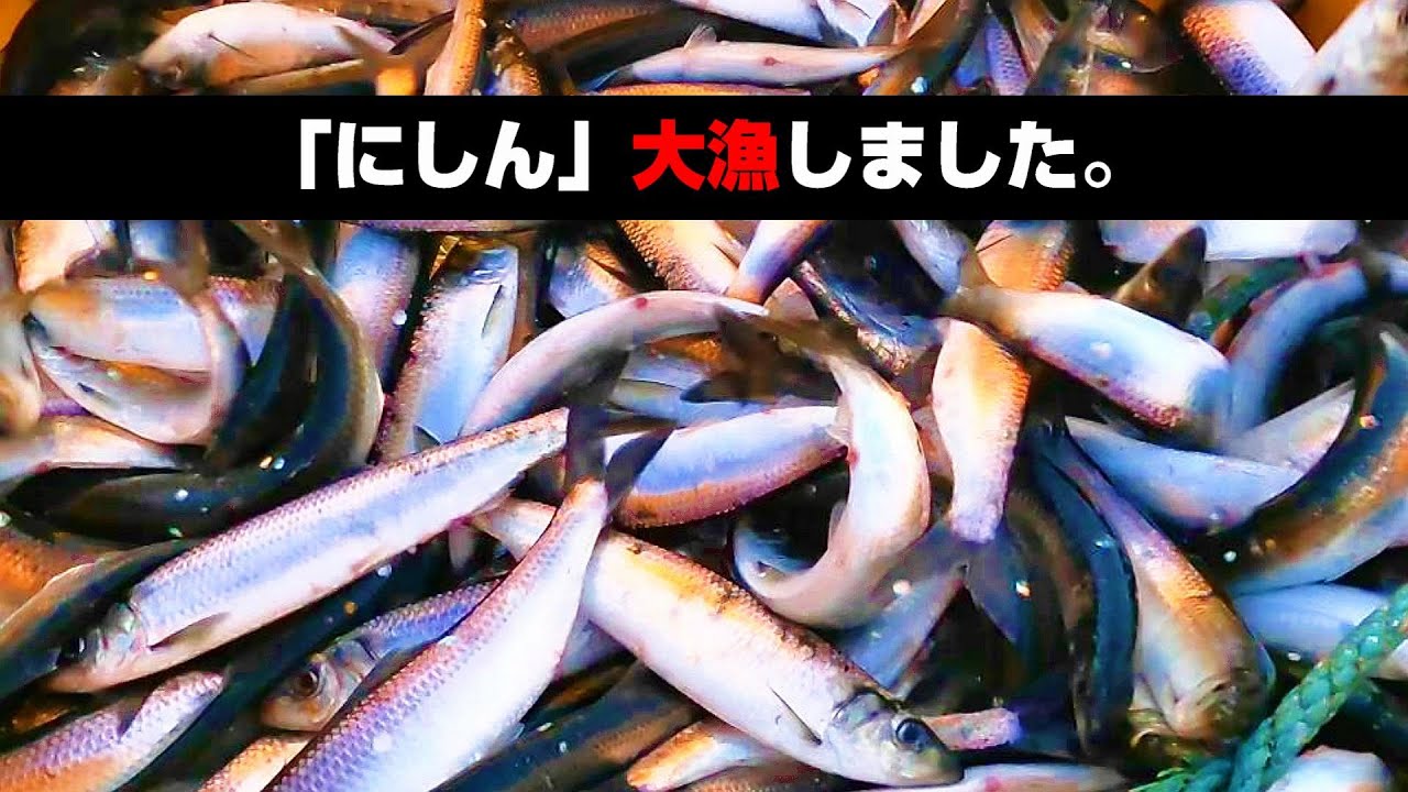 驚愕‼️【北海道羅臼の漁】「にしん」が大漁でした❗