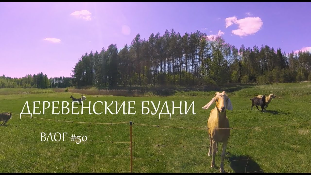 Деревенские будни. Влог #50. Всего понемногу. // Жизнь в деревне