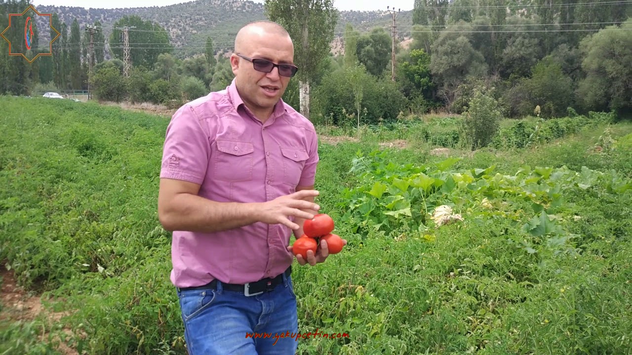 Bozkır Yolören Fart'ta bahçeye daldık - Fart Lahanası efsane geliyor - yakupcetincom