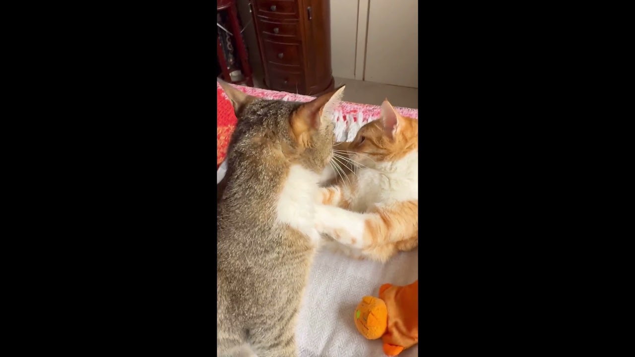 Eli suddenly gets a double punch from Torako (Tiger girl)