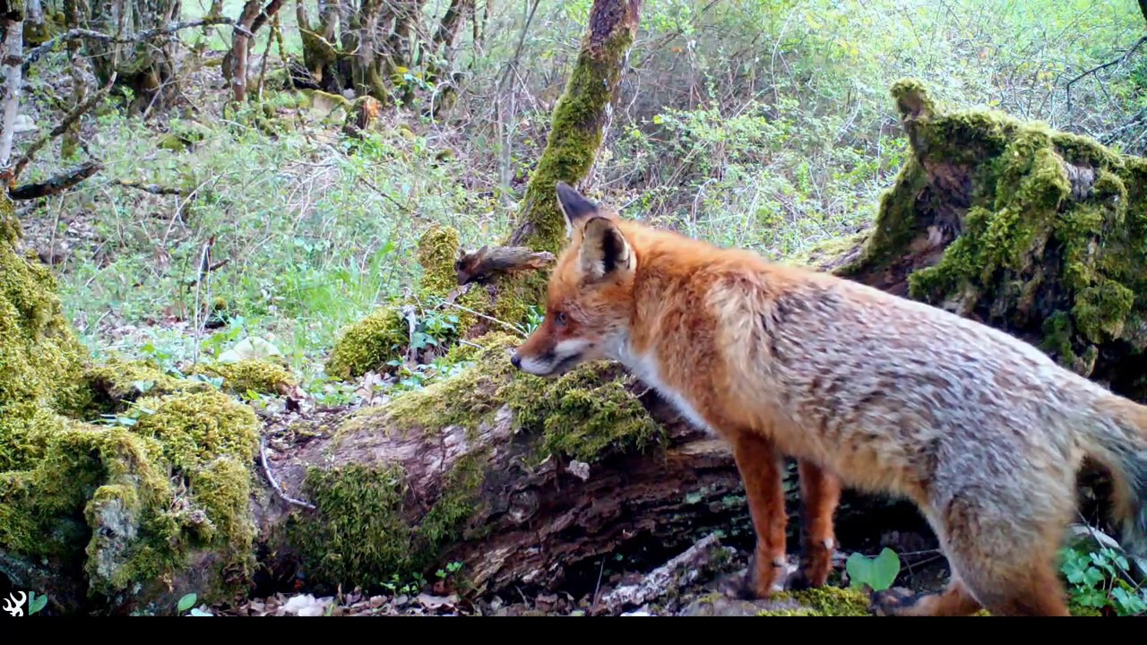 Nafarroako Fauna Navarra Udaberria Primavera Gato montés Marta Tejón Zorro Picapinos Camachuelo