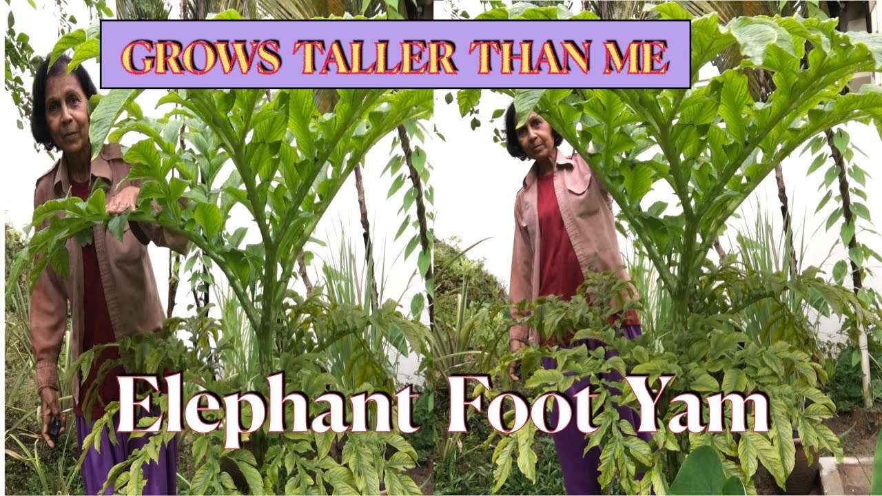 ELEPHANT FOOT YAM: Nutritional & Health Benefits? How to Grow Elephant Foot Yam?
