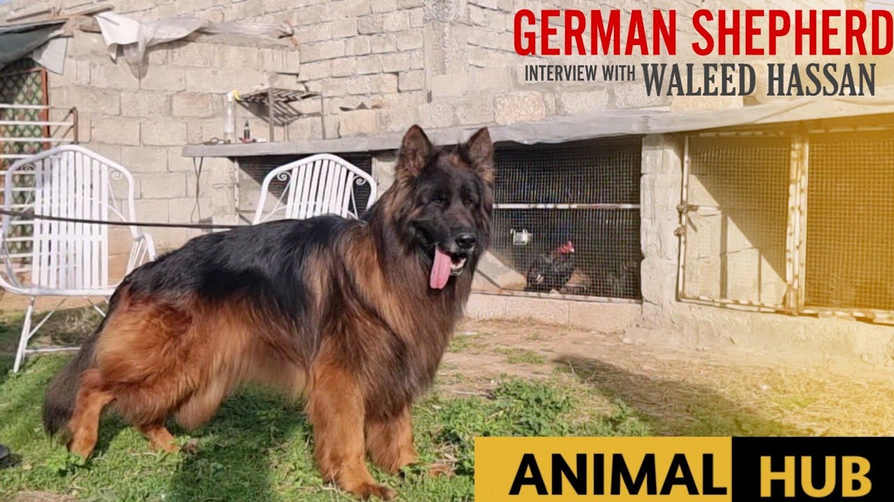 Top Quality German Shepherd Long Coat Dog Kennel in Punjab