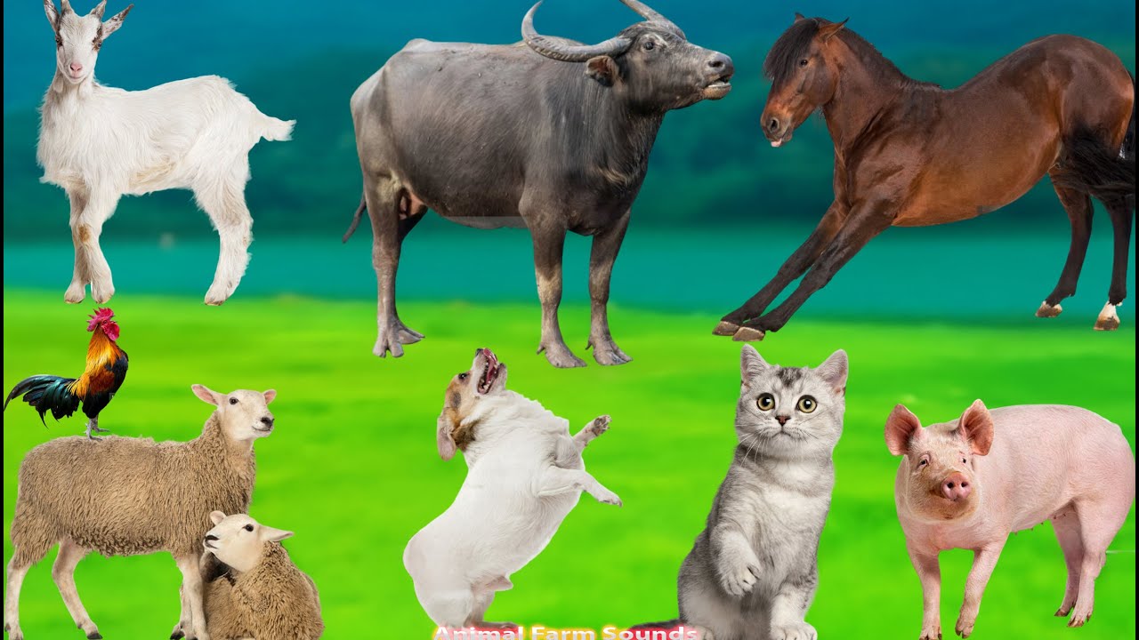 Cute Farm Animals: Buffalo, Horse, Sheep, Dog, Elephant, Cat, Goat, and Pig - Animal Videos