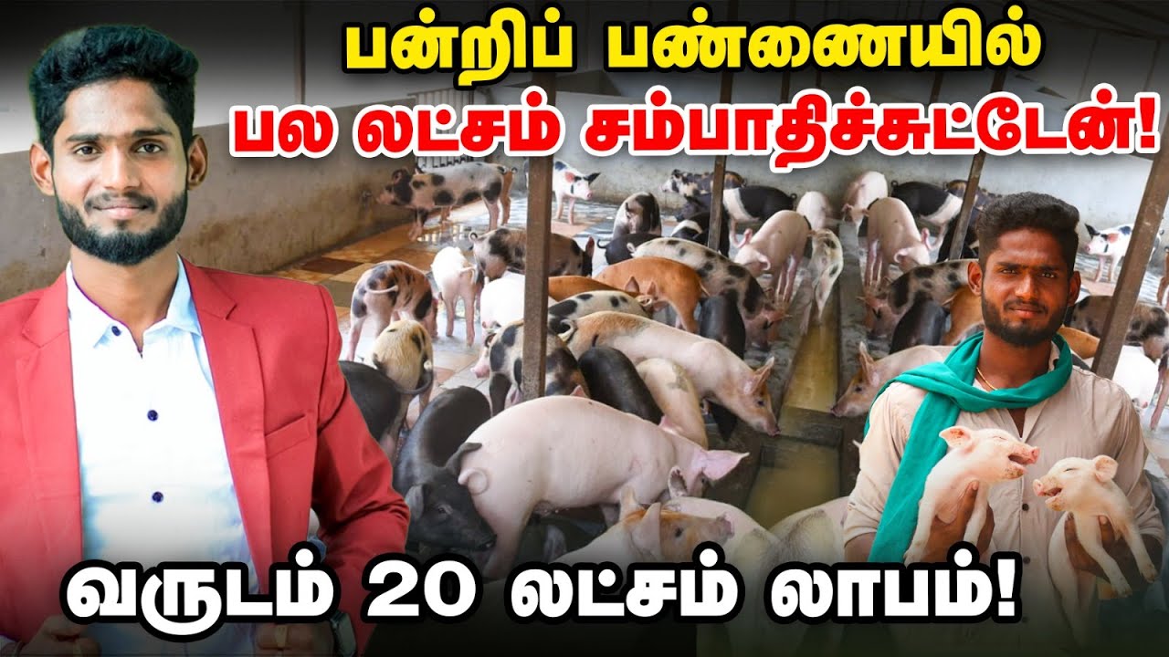 அன்று கிண்டல் செய்தார்கள்; இன்று நான் லட்சங்களில் சம்பாதிக்கிறேன் | பன்றி வளர்ப்பில் அசத்தும் இளைஞர்