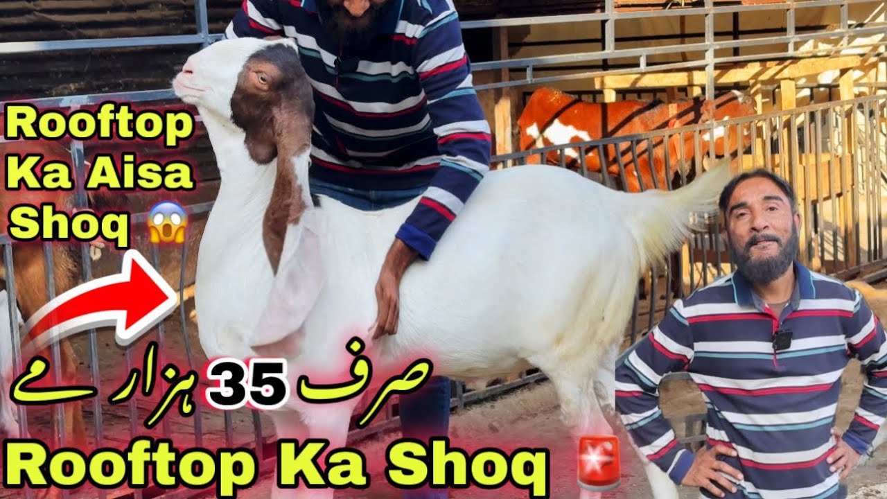 Rooftop Par Karachi Ka Shoqeen Ka Shoq ❤️ | Mandi Se Sasta Bakra For Qurbani 2026 | Bakra Mandi 