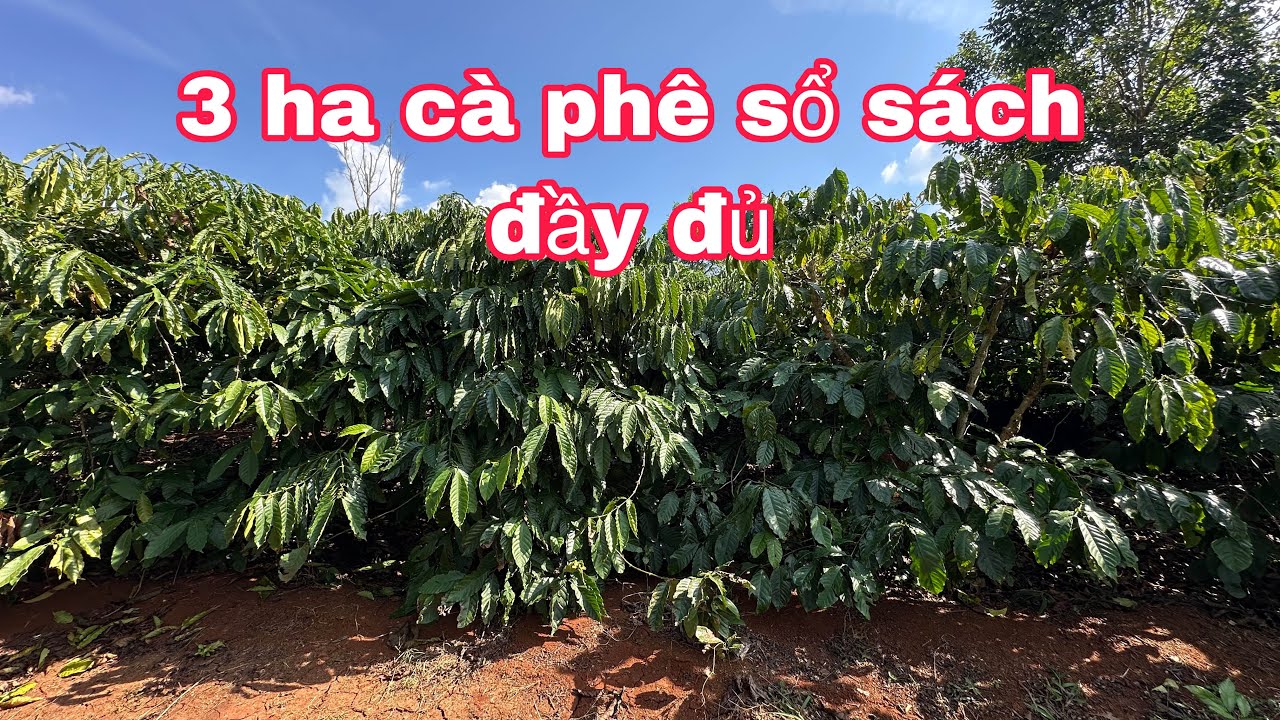 3 Ha Cà Phê Sổ Sách Đầy Đủ 