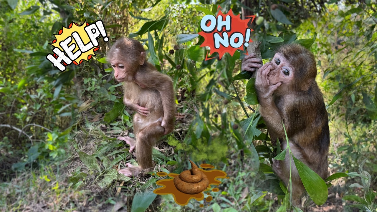 Unbelievable! Sunny did this right in the familiar forest!