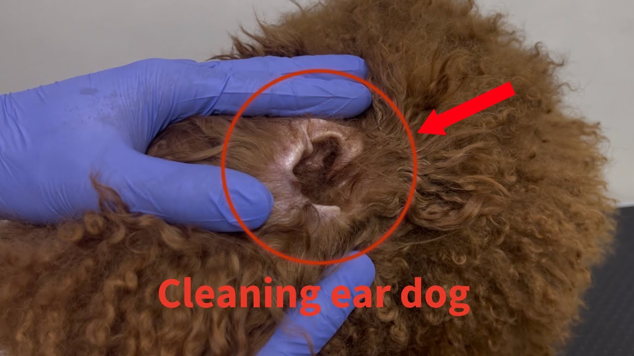 Cleaning ear dog.
