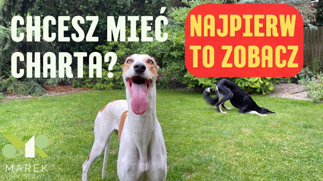 Chcesz mieć charta? Najpierw zobacz ten film. Czy chart to pies dla Ciebie? Porady i rasy.