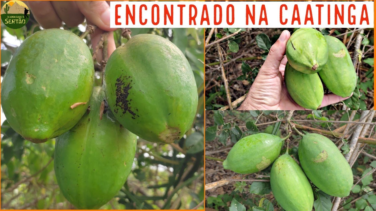 ESPÉCIE DA CAATINGA: ICÓ e seu uso