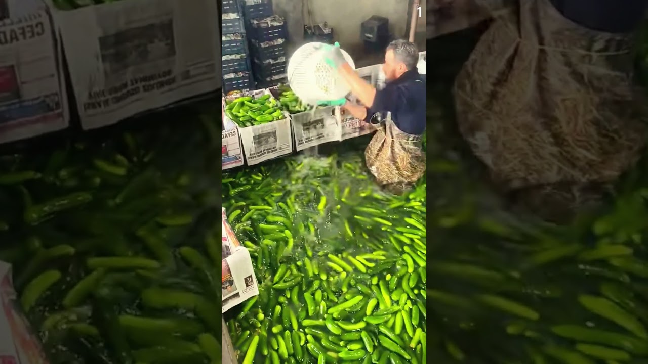 teknik cerdas membersihkan hasil panen timun berton ton 