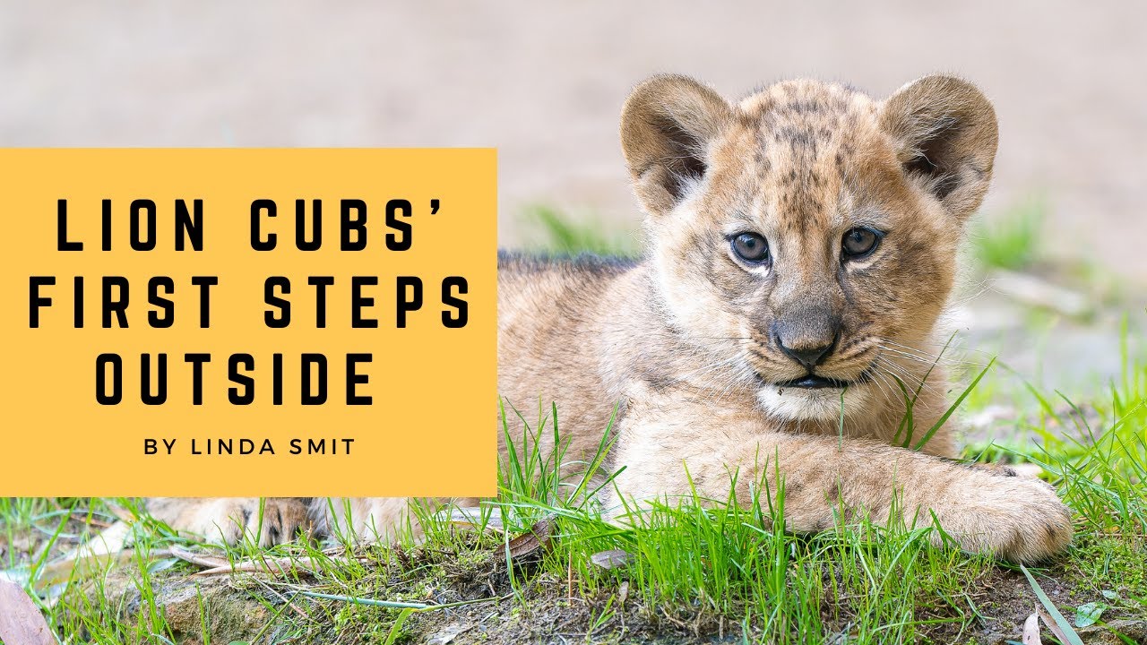 Lion cubs' first steps outside. Hélios legacy lives on. Adorable lion cubs with their loving mother