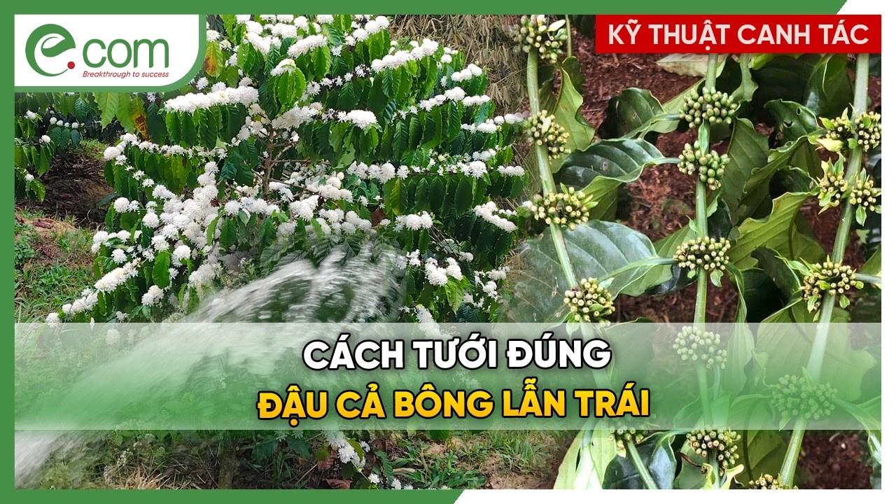 Tưới Nước Đúng - Đậu Cả Hoa Lẫn Quả