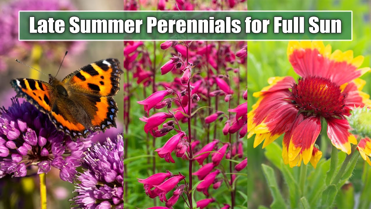 9 Gorgeous Late Summer Perennials for a Sunny Garden Spot | July, August, September Blooms