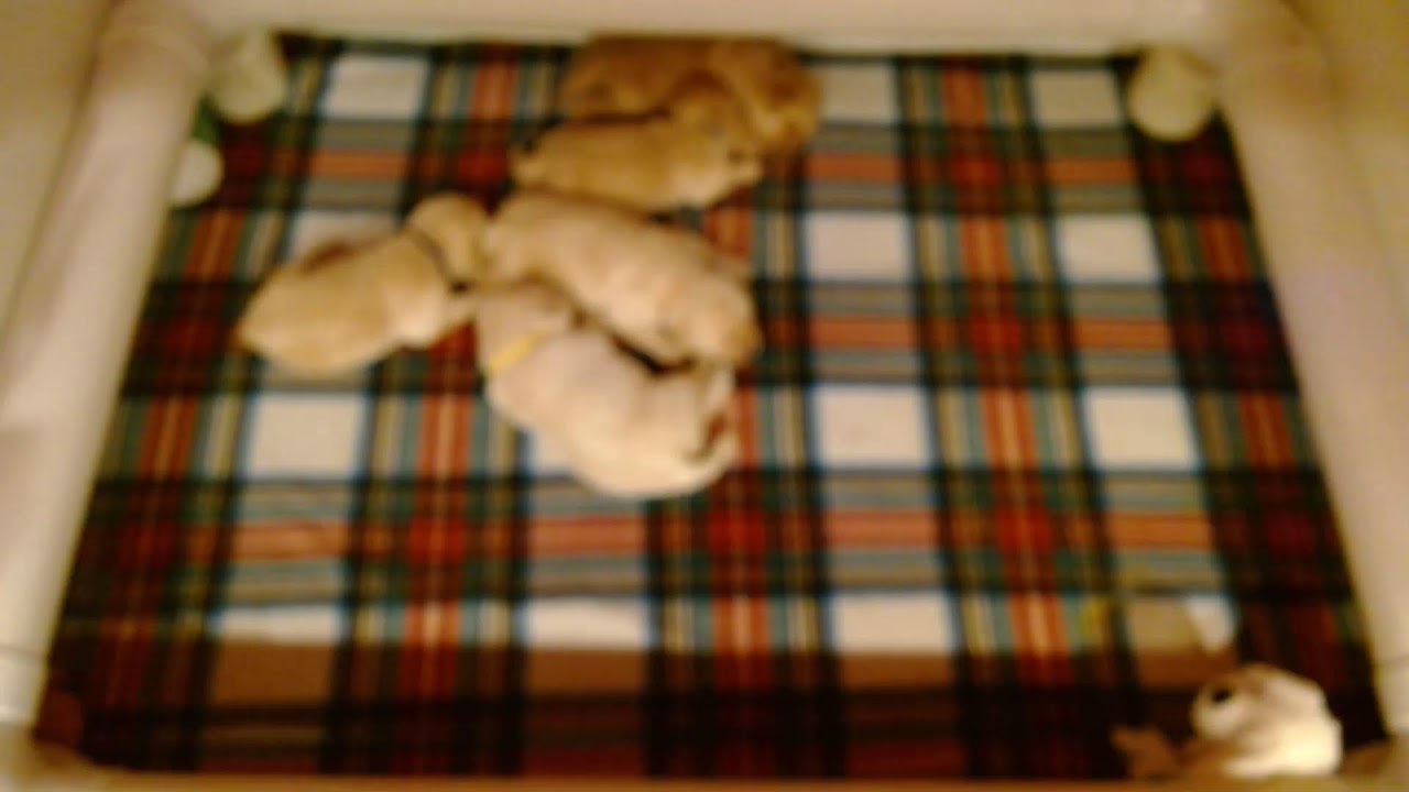 Susquehanna Service Dogs Puppy Cam