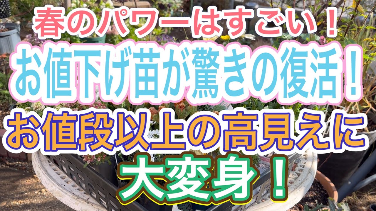 【ガーデニング】【値下げ苗】2月に爆買いしたお値下げ苗、植え替えて3週間経ったら、高見え苗に大変身しました‼️春のパワーってすごい👍【冬苗】