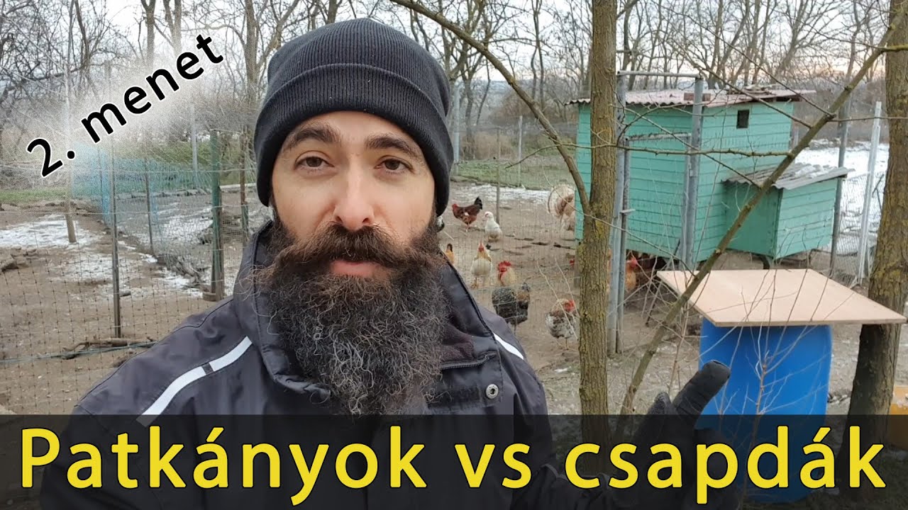 Patkány helyzet - 2. menet - tapasztalatok a csapdákkal