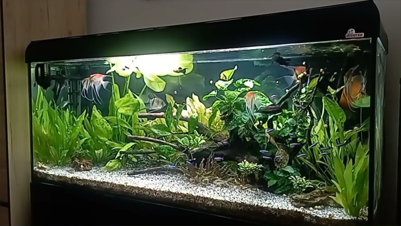 Aquael Ultramax 2000 po roku użytkowania.