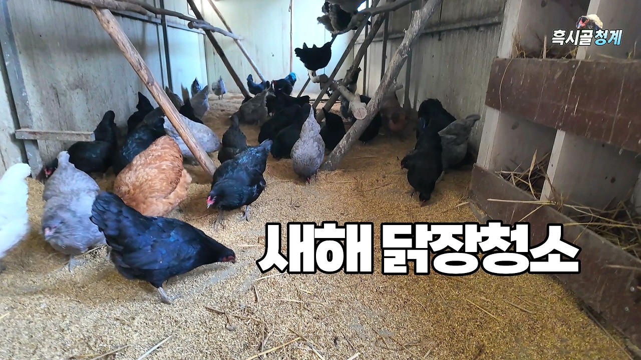 흑시골청계 새해 닭장청소