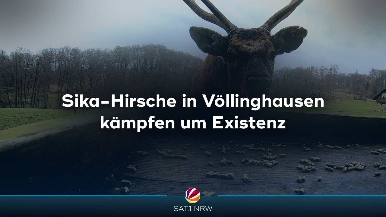 Sika-Hirsche in Völlinghausen kämpfen um Existenz
