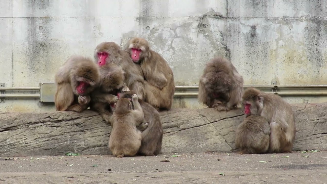 日曜の朝は動物　猿寒いよ