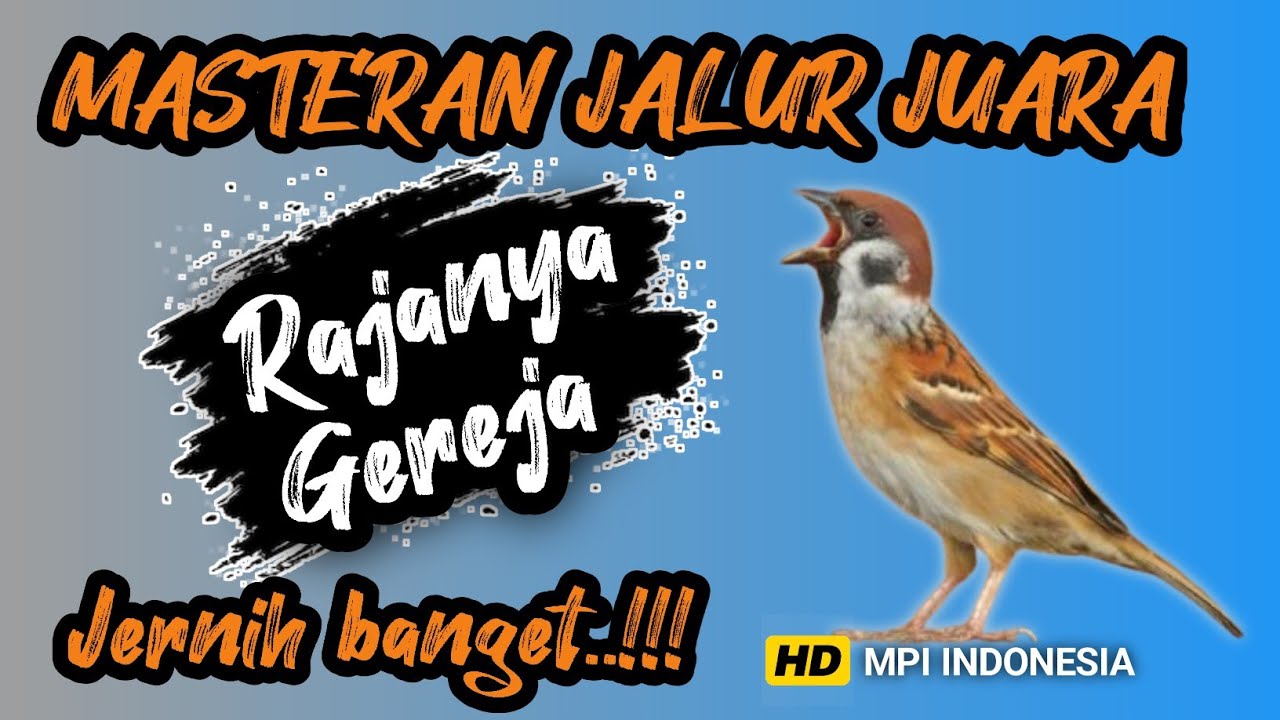 Jernih pool ! MASTERAN GEREJA TARUNG KONSLET NGEROL PANJANG❗