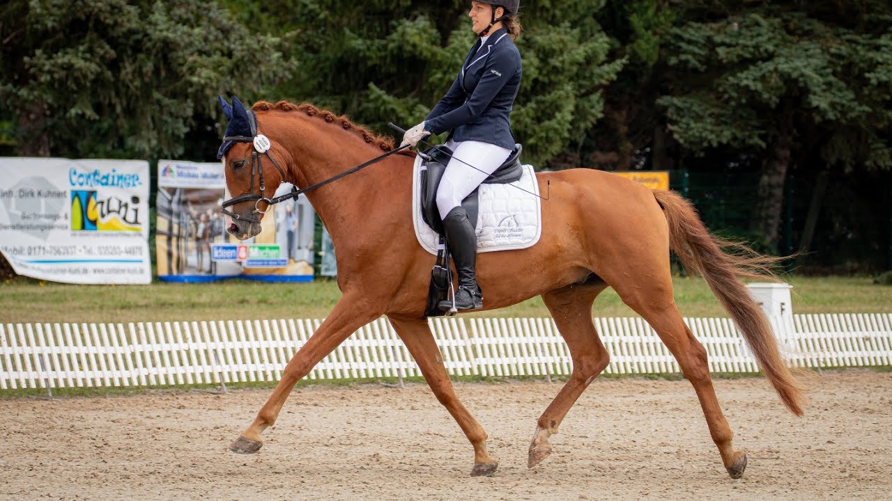 A*-Dressur A6/1 04.08.24 Seifersdorf