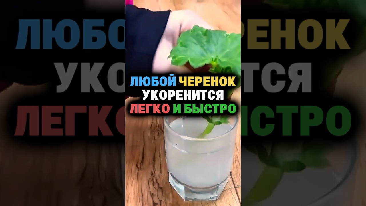 Any cutting will take root easily and quickly #cuttings #rooting #vegetable garden #fertilizing #...