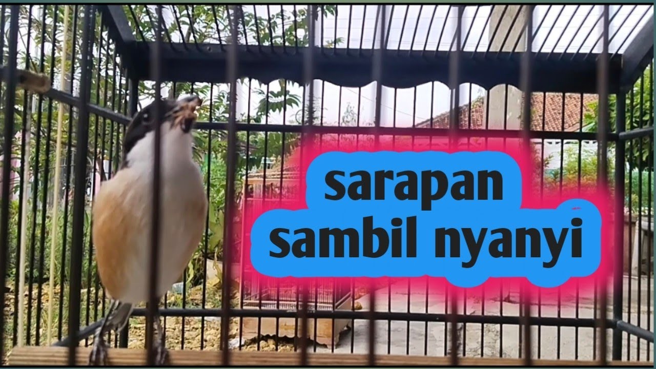 Kicau burung cendet 