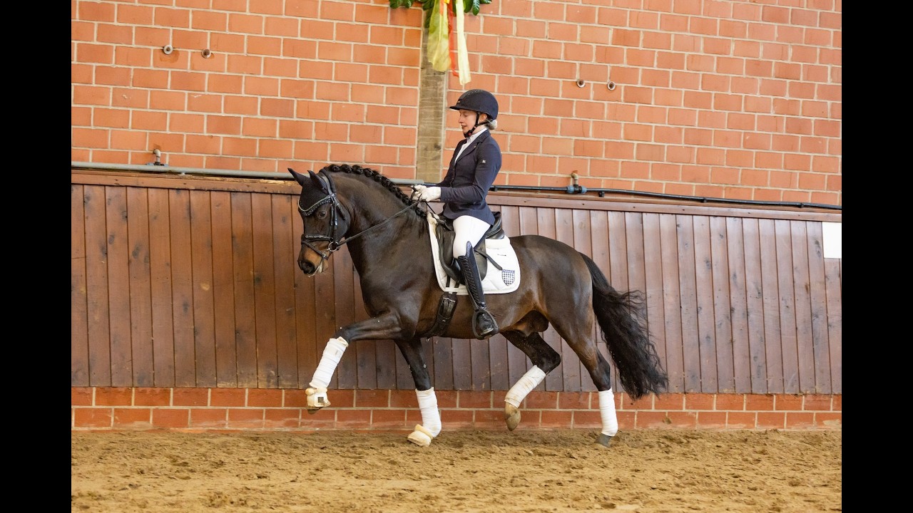 Der Zauberlehrling - Show étalons 2026