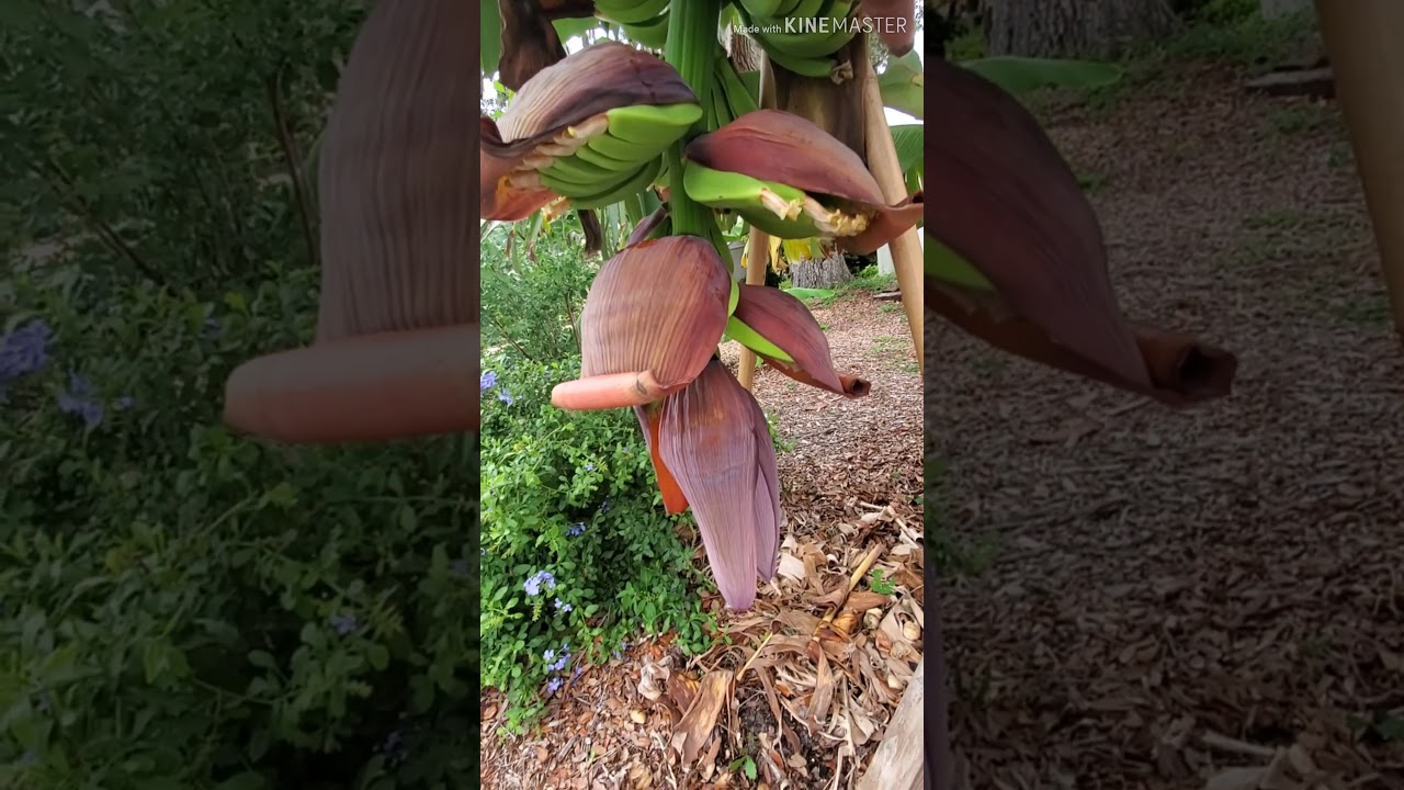 Grand Nain banana Lakatan