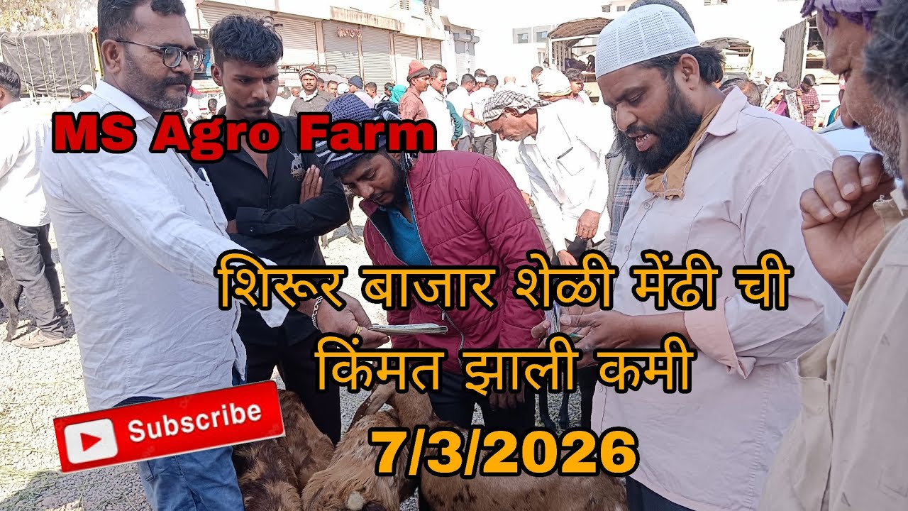 शिरूर शेळी मेंढी बाजार 7/3/2026#ms Agro Farm #शेळीपालन 