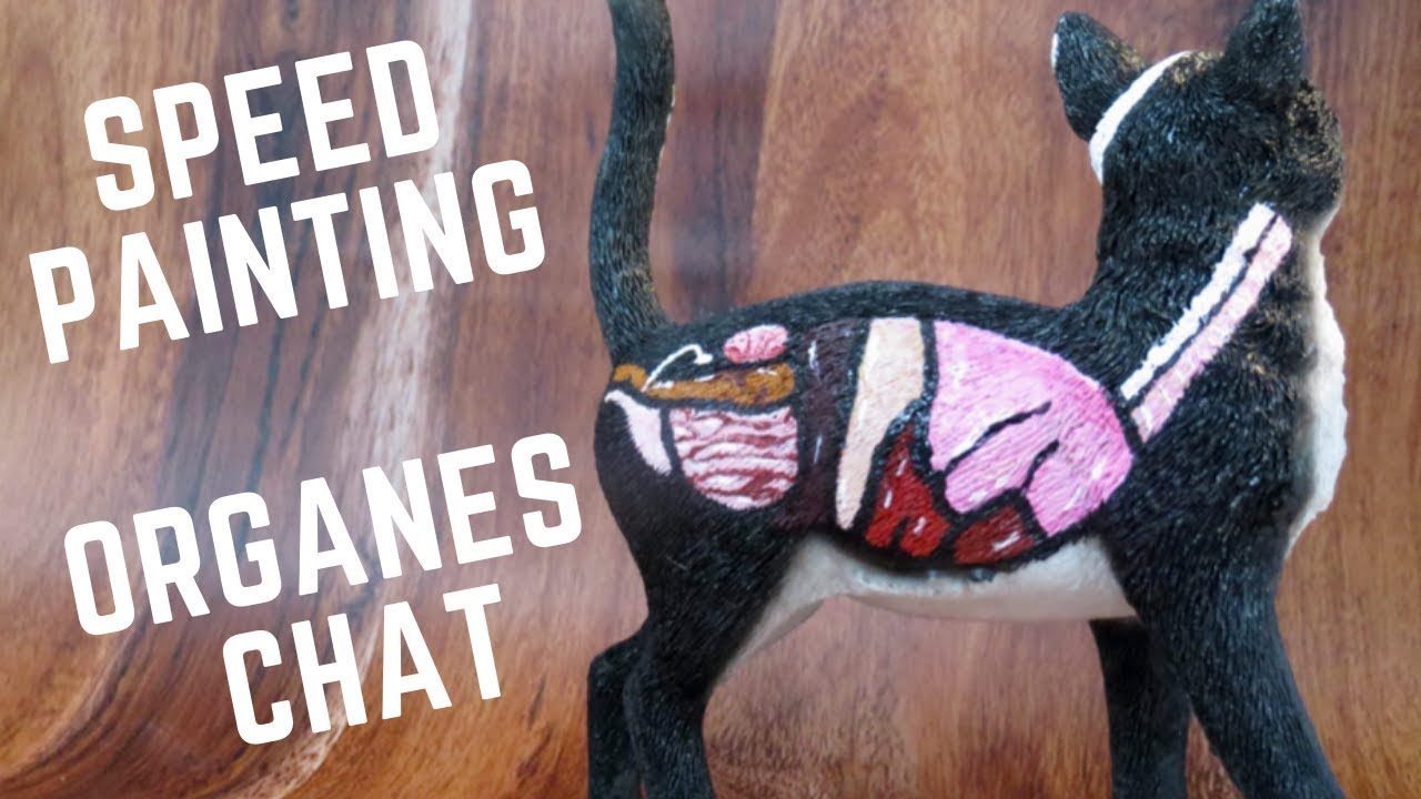 SPEED PAINTING - ORGANES CHAT + Notions d'anatomie