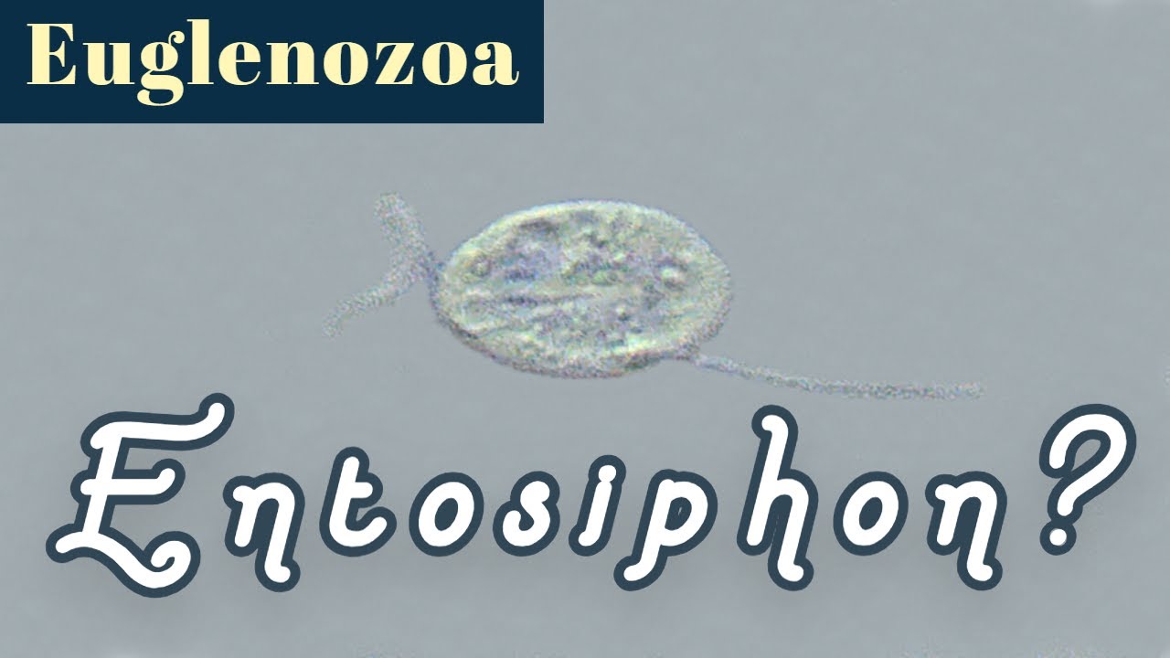 Entosiphon or Ploeotia or something? (Euglenozoa)