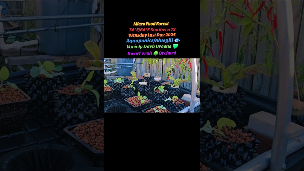 Micro Food Forest, Sunrise Last Day Of 2025 Temp 33*F/64*F Southern TX 
