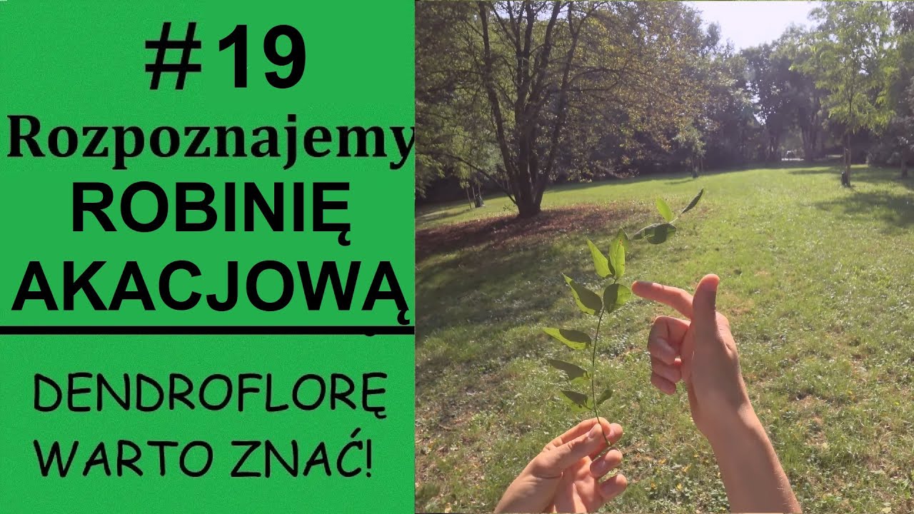 Rozpoznajemy ROBINIĘ AKACJOWĄ