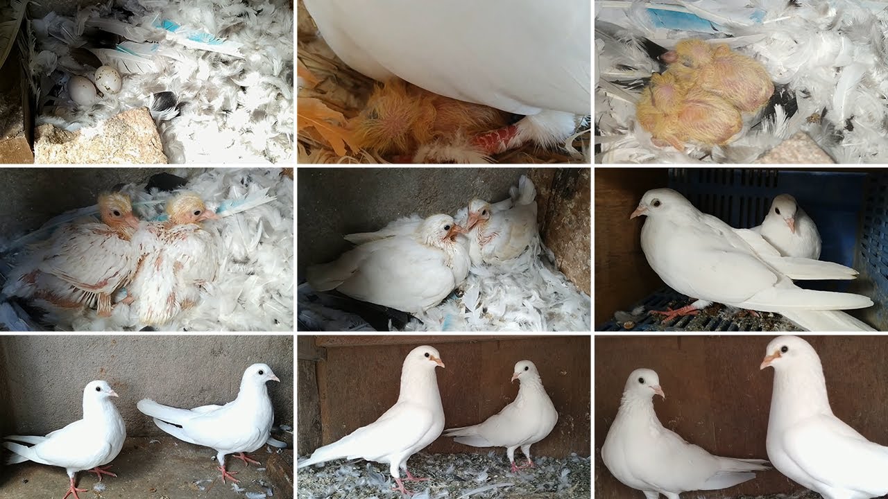 Day to day pigeon growth 1 year progress! || Pigeon Growth
