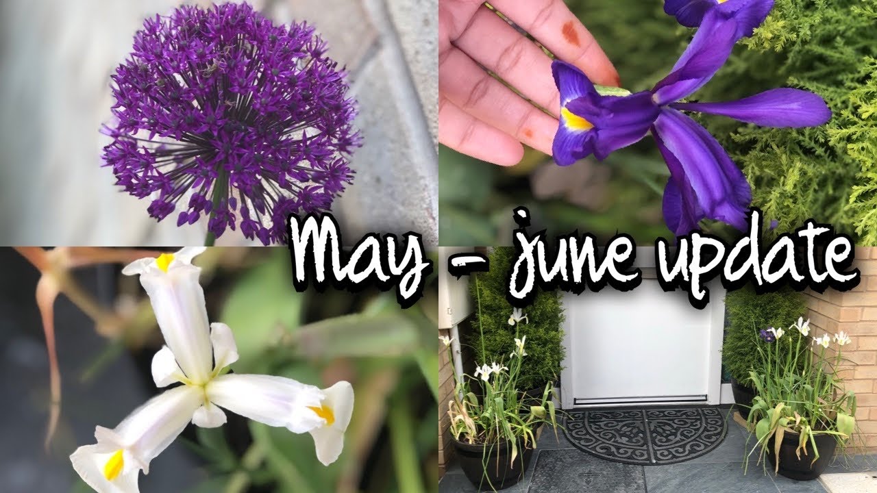 BULB LASAGNA UPDATE 5/ MAY-JUNE UPDATE