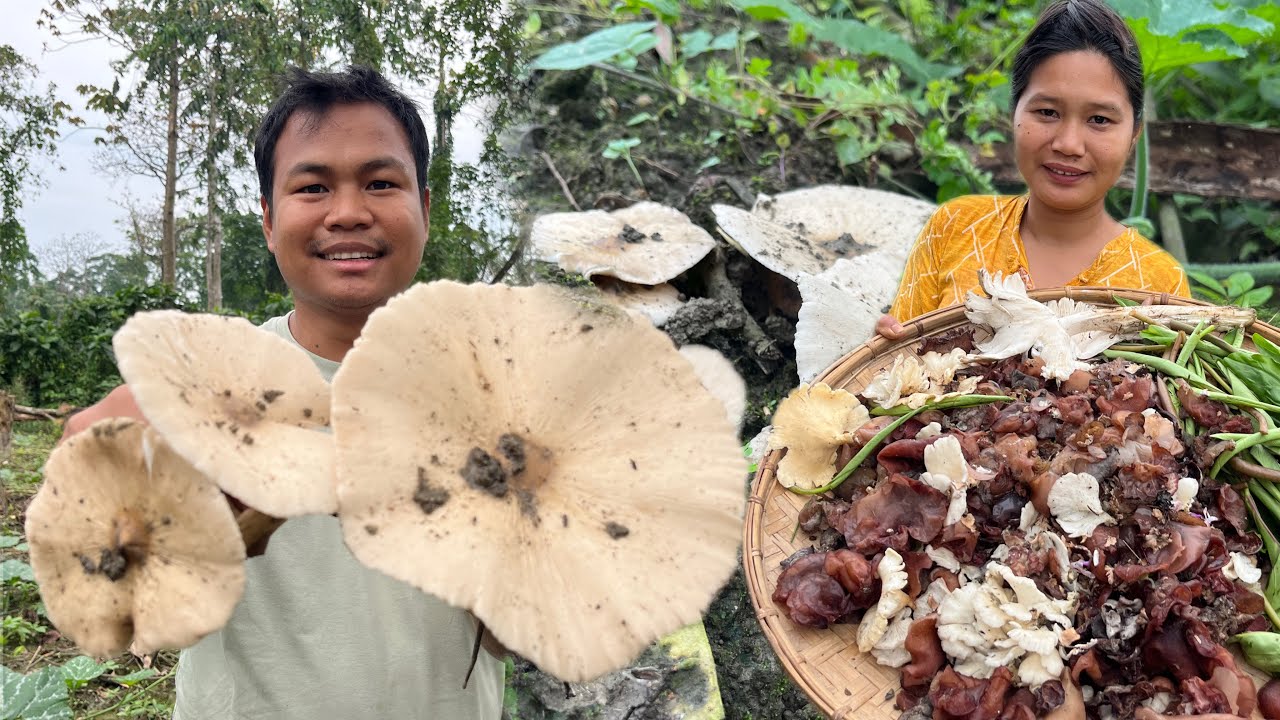 Collecting Wild eatable mushrooms 🍄‍🟫 from jungle 