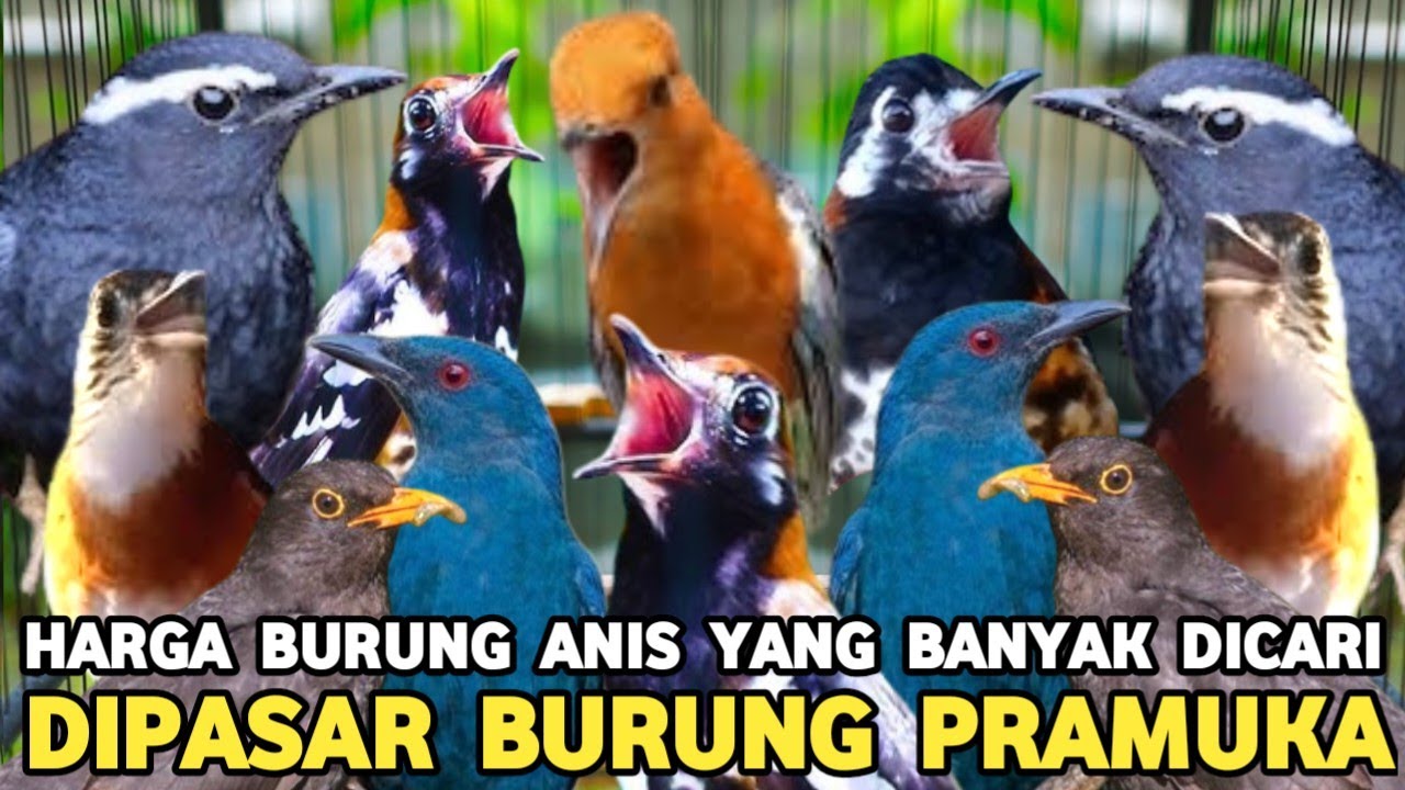 JENIS BURUNG ANIS YANG POPULER DI INDONESIA BERIKUT HARGA DAN KICAUANNYA