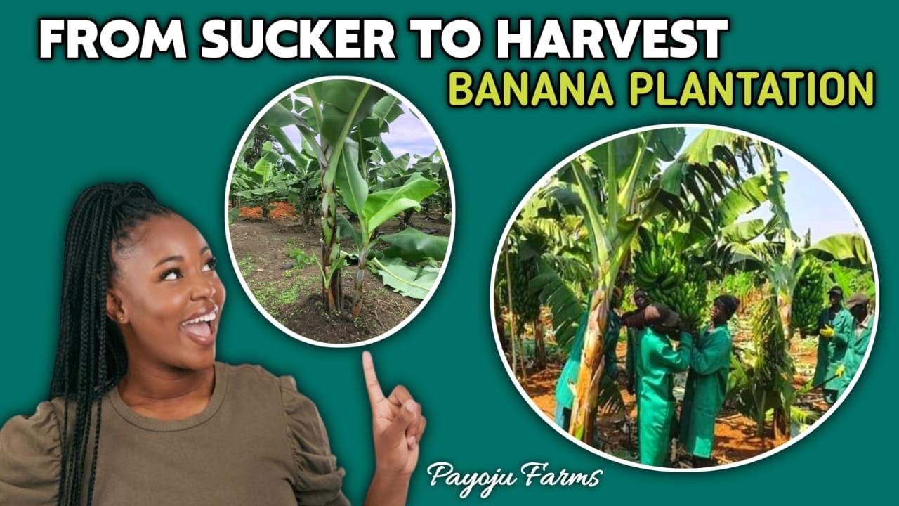 Banana Farming: A complete step by step guide from planting to harvest