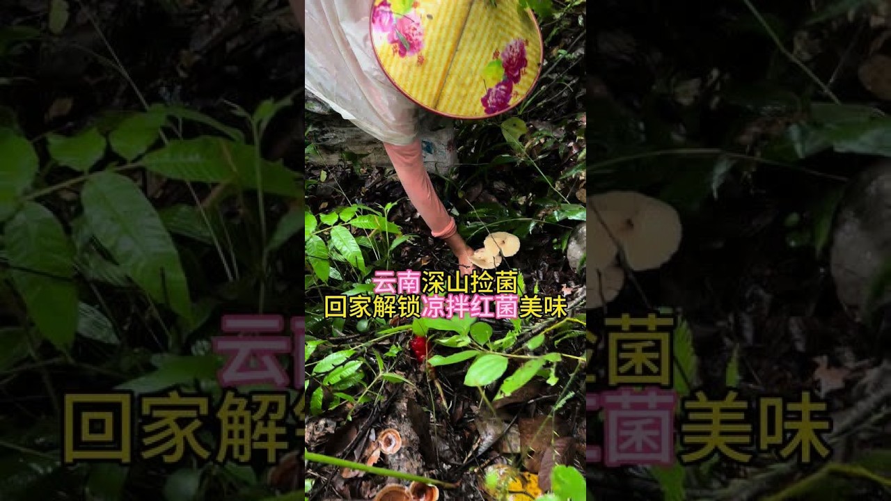 宝子们，今天去山上捡菌子啦，一路上我用傣话和妈妈交流，趣事多多超有意思！耐心看完哦，最后还有美味凉拌红菌的教程，我亲测超好吃，大家可以跟着学做起来。也可以试着去做这道菜哦，不要忘了点赞跟收藏，要不然
