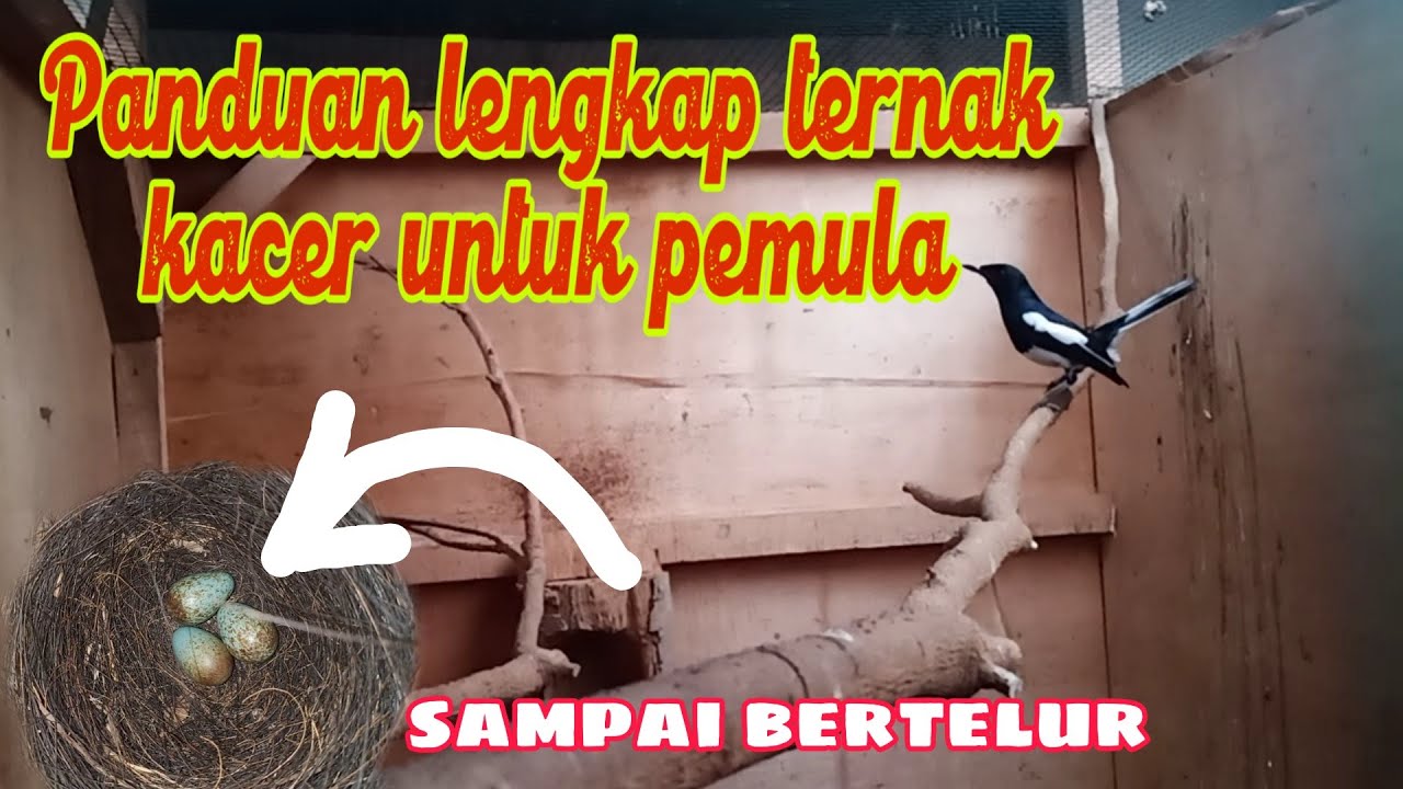 CARA MENJODOHKAN KACER UNTUK PEMULA