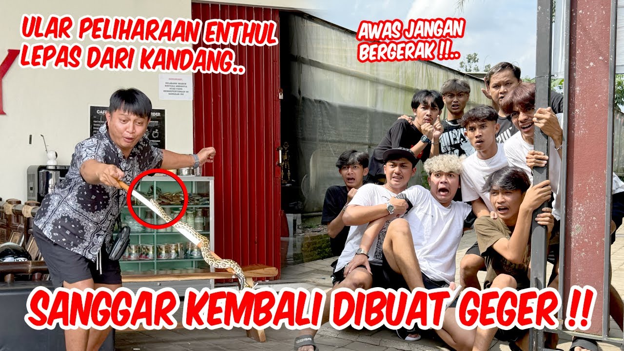 GAK ADA YANG BERANI NANGKAP !! Sanggar diibuat geger karena ular ini
