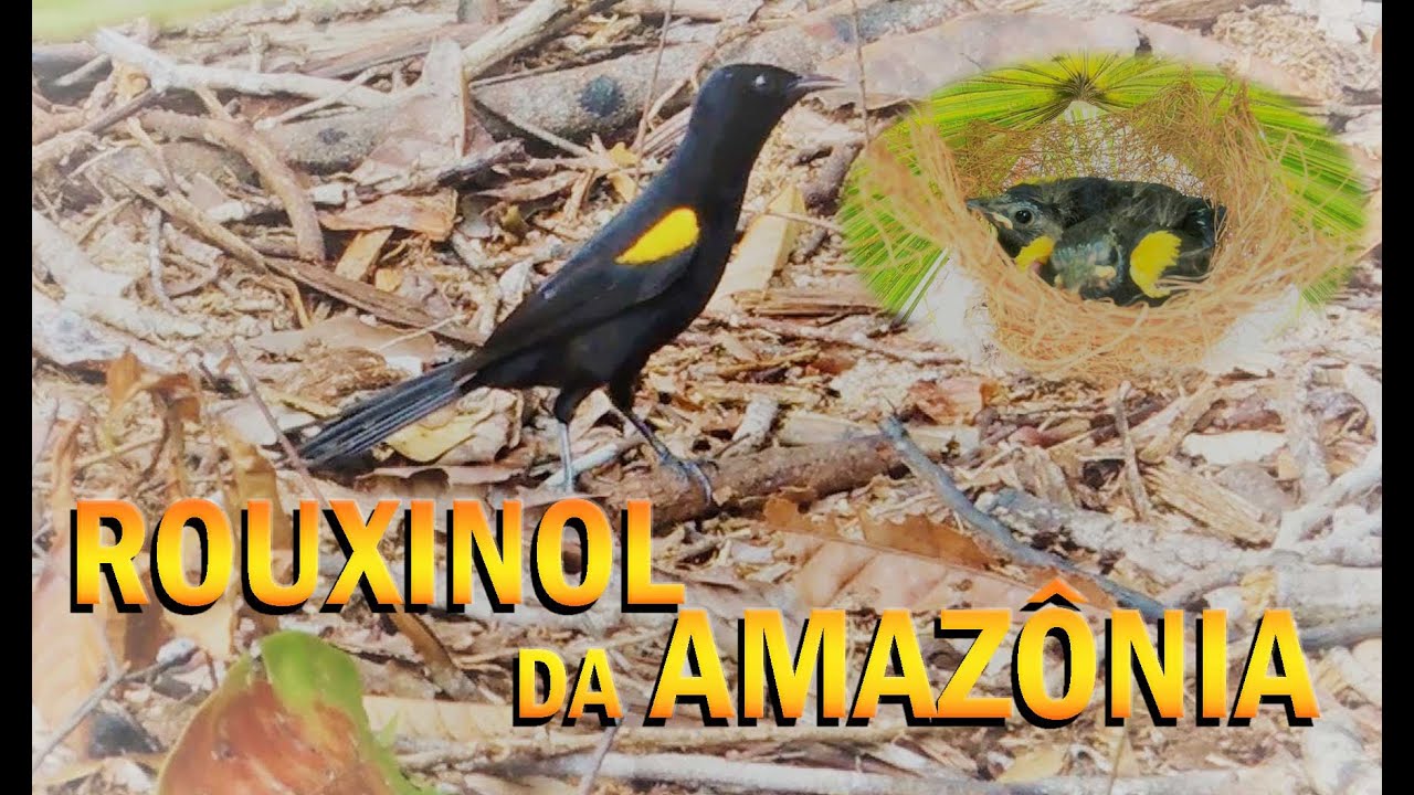 ROUXINOL DA AMAZÔNIA - ALIMENTANDO OS FILHOTES