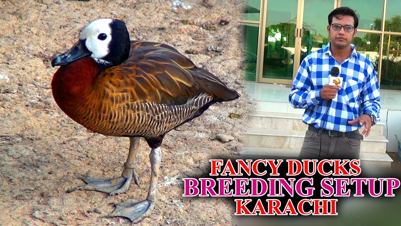 Exotic and fancy Ducks form Video Beautiful Ducks White-faced whistling duck In Urdu/Hindi