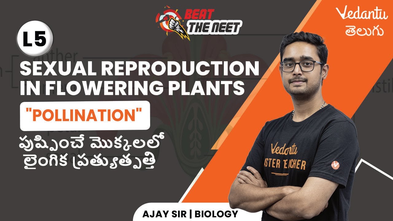 Pollination | Sexual Reproduction in Flowering Plants | NEET | Ajay Sir | Vedantu Telugu